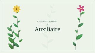 Illustration botanique stylisée du terme « Auxiliaire » du glossaire