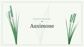 Illustration botanique stylisée du terme « Auximone » du glossaire