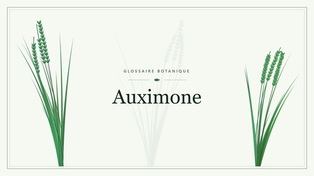 Définition de « auximone » en botanique Illustration botanique stylisée du terme « Auximone » du glossaire