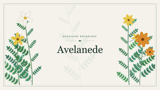 Illustration botanique stylisée du terme « Avelanede » du glossaire