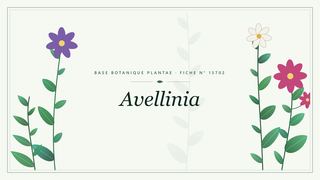 Planche botanique stylisée d’Avellinia