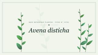 Planche botanique stylisée d’Avena disticha