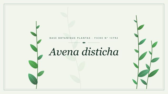 Avena disticha : fiche descriptive et taxonomie Planche botanique stylisée d’Avena disticha