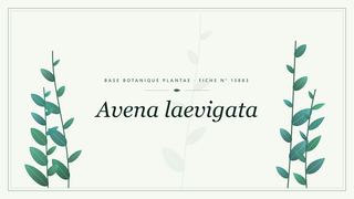Planche botanique stylisée d’Avena laevigata