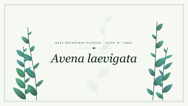 Avena laevigata : fiche descriptive et taxonomie Planche botanique stylisée d’Avena laevigata