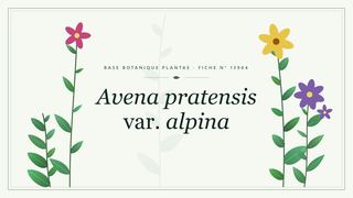 Planche botanique stylisée d’Avena pratensis var. alpina