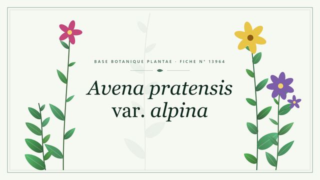 Avena pratensis var. alpina : fiche descriptive et taxonomie Planche botanique stylisée d’Avena pratensis var. alpina