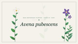Planche botanique stylisée d’Avena pubescens