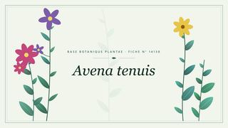 Planche botanique stylisée d’Avena tenuis