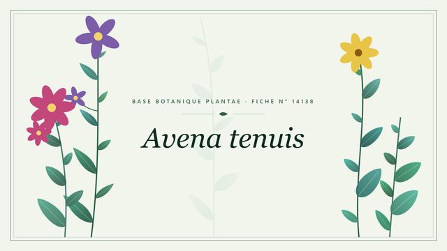 Avena tenuis : fiche descriptive et taxonomie Planche botanique stylisée d’Avena tenuis