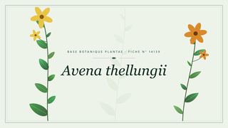 Planche botanique stylisée d’Avena thellungii
