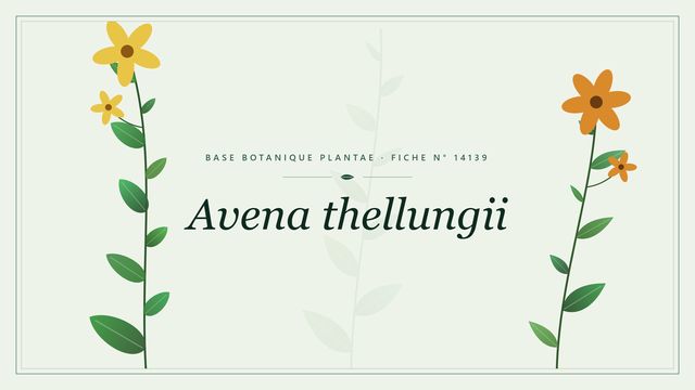 Avena thellungii : fiche descriptive et taxonomie Planche botanique stylisée d’Avena thellungii