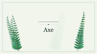 Illustration botanique stylisée du terme « Axe » du glossaire