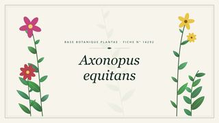Planche botanique stylisée d’Axonopus equitans