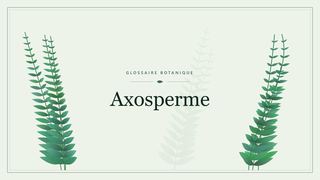 Illustration botanique stylisée du terme « Axosperme » du glossaire
