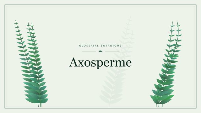 Axosperme : l'essentiel Illustration botanique stylisée du terme « Axosperme » du glossaire