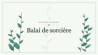 Illustration botanique stylisée du terme « Balai de sorcière » du glossaire