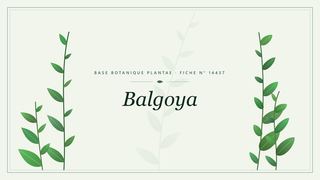 Planche botanique stylisée de Balgoya