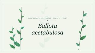 Planche botanique stylisée de Ballota acetabulosa