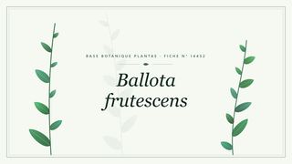 Planche botanique stylisée de Ballota frutescens