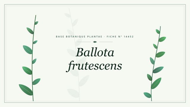 Ballota frutescens : fiche descriptive et taxonomie Planche botanique stylisée de Ballota frutescens