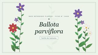 Planche botanique stylisée de Ballota parviflora, famille des Lamiacées