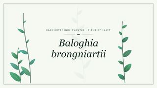 Planche botanique stylisée de Baloghia brongniartii