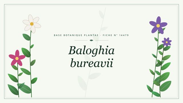 Baloghia bureavii : fiche descriptive et taxonomie Planche botanique stylisée de Baloghia bureavii