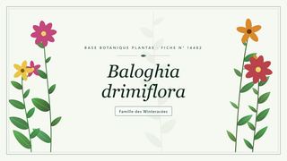 Planche botanique stylisée de Baloghia drimiflora, famille des Winteracées
