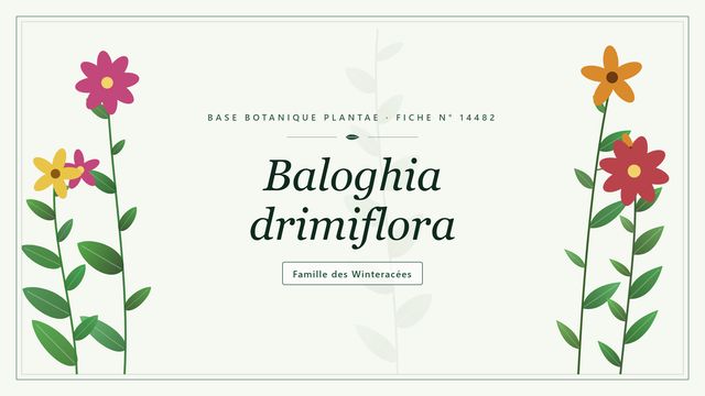 Baloghia drimiflora : repères utiles Planche botanique stylisée de Baloghia drimiflora, famille des Winteracées