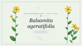 Planche botanique stylisée de Balsamita ageratifolia, famille des Asteraceae