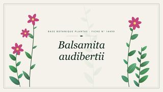 Planche botanique stylisée de Balsamita audibertii