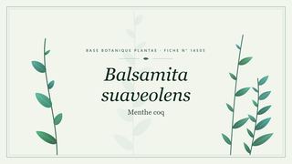Planche botanique stylisée de Balsamita suaveolens (Menthe coq)