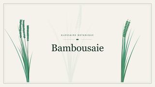 Illustration botanique stylisée du terme « Bambousaie » du glossaire