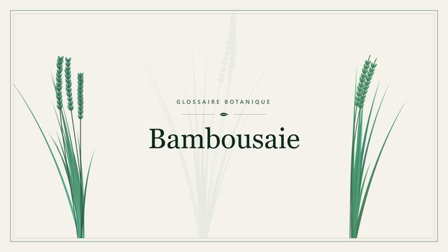 Définition de « bambousaie » en botanique Illustration botanique stylisée du terme « Bambousaie » du glossaire