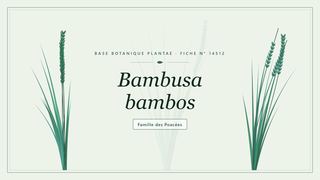 Planche botanique stylisée de Bambusa bambos, famille des Poacées