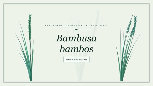 Bambusa bambos : l'essentiel Planche botanique stylisée de Bambusa bambos, famille des Poacées