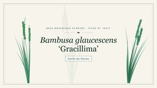 Planche botanique stylisée de Bambusa glaucescens ‘Gracillima’, famille des Poacées