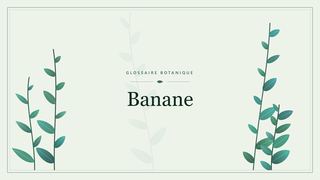 Illustration botanique stylisée du terme « Banane » du glossaire