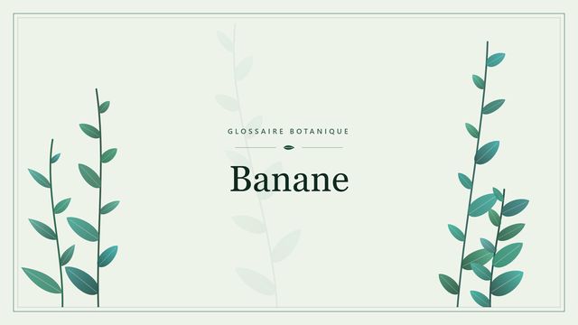 Banane : l'essentiel Illustration botanique stylisée du terme « Banane » du glossaire