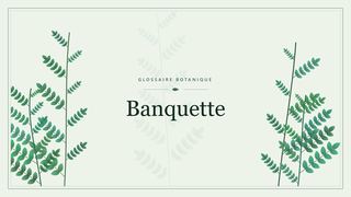 Illustration botanique stylisée du terme « Banquette » du glossaire