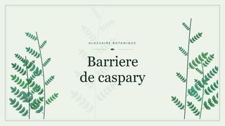 Illustration botanique stylisée du terme « Barriere de caspary » du glossaire