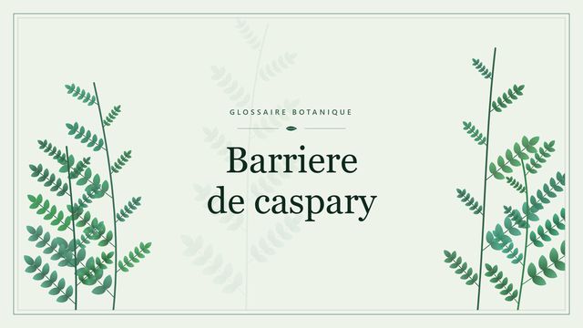Définition de « barrière de Caspary » en botanique Illustration botanique stylisée du terme « Barriere de caspary » du glossaire