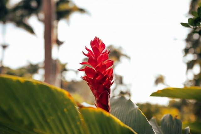 Acer campestre queen elizabeth : glossaire botanique Hortus Acer campestre queen elizabeth : glossaire botanique Hortus