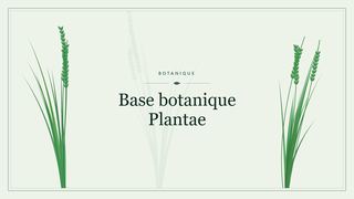 Visuel botanique stylisé : Base botanique Plantae