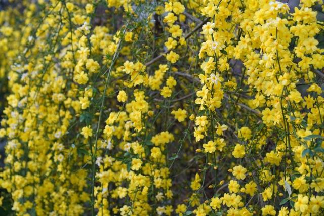 Artemisia caerulescens var densiflora : fiche botanique