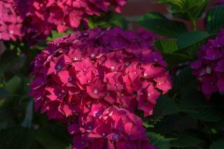 Vitesse croissance taxus baccata : définition et fiche botanique