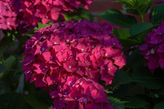 Vitesse croissance taxus baccata : guide botanique illustré