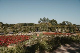 Ulmus hollandica : définition botanique et guide pratique