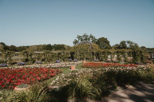 Ulmus hollandica : guide botanique illustré Ulmus hollandica : guide botanique illustré